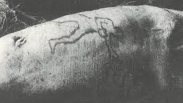 Shark Spit Out A Rat, Threw Up A Bird, Then Came A Human Arm. What Happened Shark Spit Out A Rat, Threw Up A Bird, Then Came A Human Arm. What Happened