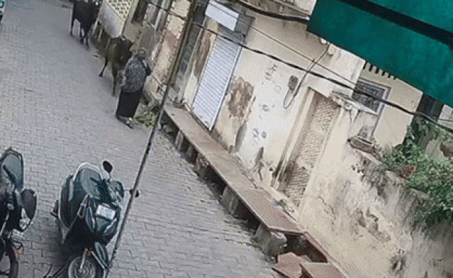 Video - भरतपुर में बीच सड़क पर भिड़े सांड, फिर महिला को टक्कर मार 4 फीट ऊपर उछाल दिया