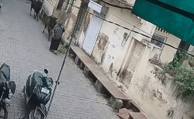 Video - भरतपुर में बीच सड़क पर भिड़े सांड, फिर महिला को टक्कर मार 4 फीट ऊपर उछाल दिया Video - भरतपुर में बीच सड़क पर भिड़े सांड, फिर महिला को टक्कर मार 4 फीट ऊपर उछाल दिया