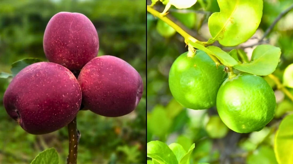 India Exports Dehradun Apples, GI-Tagged Indi Lime To UAE For The First Time