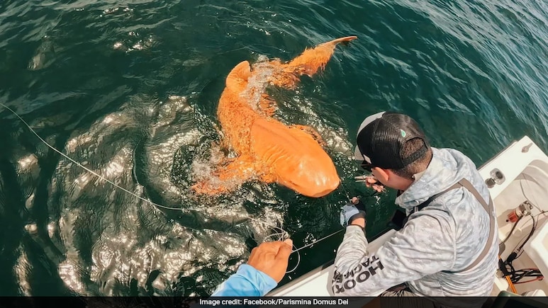 Rare Orange Shark Spotted In Costa Rica, Experts Reveal Reason Behind Its Bright Colour Rare Orange Shark Spotted In Costa Rica, Experts Reveal Reason Behind Its Bright Colour