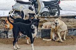 "Killed 2,800 Dogs, Can Go To Jail If Needed": Shocker From Karnataka Leader "Killed 2,800 Dogs, Can Go To Jail If Needed": Shocker From Karnataka Leader
