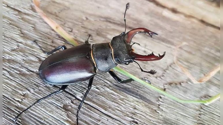 Stag Beetle: इस छोटे से कीड़े का जहर होता है सबसे ज्यादा महंगा, लग्जरी कार से भी ज्यादा है कुछ बूंदों की कीमत