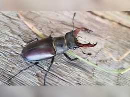 Stag Beetle: इस छोटे से कीड़े का जहर होता है सबसे ज्यादा महंगा, लग्जरी कार से भी ज्यादा है कुछ बूंदों की कीमत Stag Beetle: इस छोटे से कीड़े का जहर होता है सबसे ज्यादा महंगा, लग्जरी कार से भी ज्यादा है कुछ बूंदों की कीमत