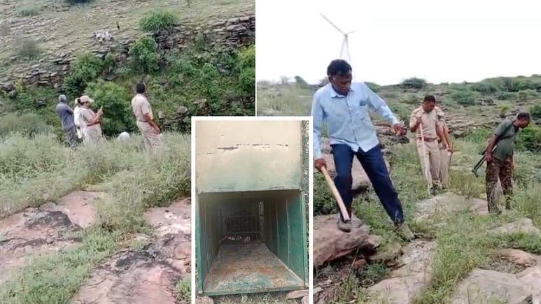 जोधपुर में तेंदुए के हमले से दहशत, गाय के बछड़े को बनाया शिकार; मौके पर शूटर तैनात