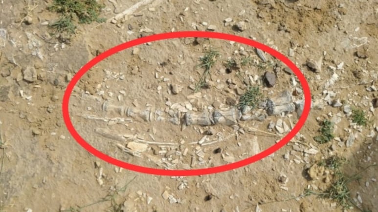 Rajasthan: जैसलमेर में फिर मिलीं डायनासोर जीवाश्म की निशानियां, वैज्ञानिक और स्थानीय लोग उत्साहित