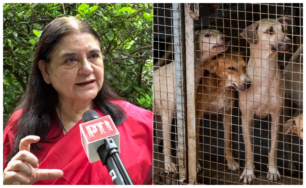 अगर कुत्ते गायब हुए तो.. आवारा कुत्तों पर छलका मेनका गांधी का दर्द, जानें क्या-क्या कहा