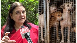 अगर कुत्ते गायब हुए तो.. आवारा कुत्तों पर छलका मेनका गांधी का दर्द, जानें क्या-क्या कहा