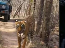 रणथंभौर सफारी में पर्यटकों को रात में बीच जंगल में छोड़कर भागा गाइड, रोते रहे बच्चे...मदद के लिए चीखती रही महिलाएं रणथंभौर सफारी में पर्यटकों को रात में बीच जंगल में छोड़कर भागा गाइड, रोते रहे बच्चे...मदद के लिए चीखती रही महिलाएं