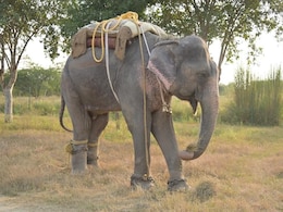 विश्व हाथी दिवस 2025: 30 साल तक भीख मांगते हुए हथनी की हुई थी मौत, सड़कों पर भीख मांगते हाथियों को बचाने की मुहिम शुरू  