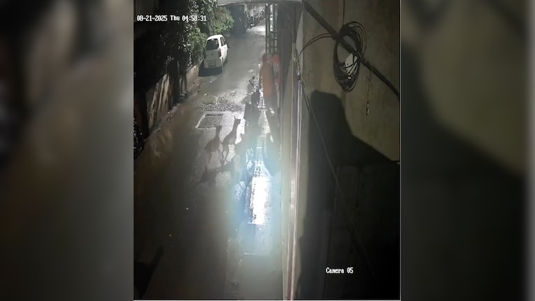 आवारा कुत्तों का ये आतंक आपको डरा देगा! पुणे में जब सरेआम शख्स पर कुत्तों के झुंड ने किया हमला, देखें VIDEO आवारा कुत्तों का ये आतंक आपको डरा देगा! पुणे में जब सरेआम शख्स पर कुत्तों के झुंड ने किया हमला, देखें VIDEO