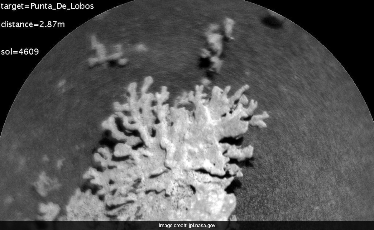 Coral-shaped rock on Mars