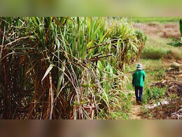 ऊसाच्या शेतात अडीच महिन्यांचं अर्भक अन् शेजारी मिठाची पिशवी; शेतकरी हादरला!