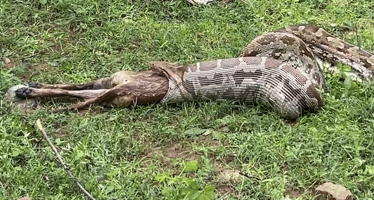 कुत्ते को निगल गया 15 फीट लंबा अजगर, लेकिन फिर खुद फंस गया- Video