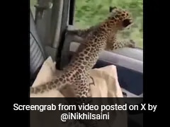 Video: Leopard Cub's Car Ride After Rescue In Himachal Pradesh