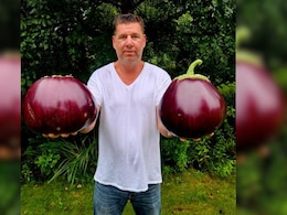 US Man Sets Guinness World Record With Heaviest Eggplant Ever