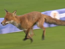 Fox Enters Field As Bizarre Incident Halts Play During The Hundred Opener - Video