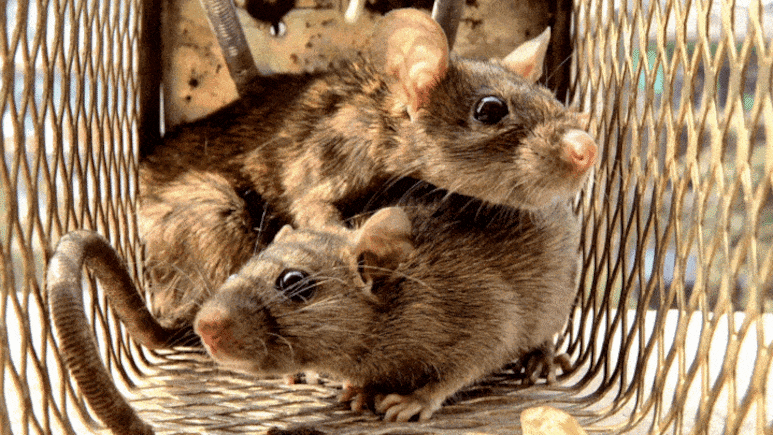 Rat Infestation in USA: जगावर सत्ता गाजवणाऱ्या अमेरिकेच्या प्रमुख शहरात उंदरांचं राज्य !