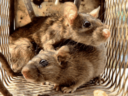 Rat Infestation in USA: जगावर सत्ता गाजवणाऱ्या अमेरिकेच्या शहरात उंदरांचं राज्य ! 70 अधिकाऱ्यांची विशेष कामासाठी नियुक्ती Rat Infestation in USA: जगावर सत्ता गाजवणाऱ्या अमेरिकेच्या शहरात उंदरांचं राज्य ! 70 अधिकाऱ्यांची विशेष कामासाठी नियुक्ती