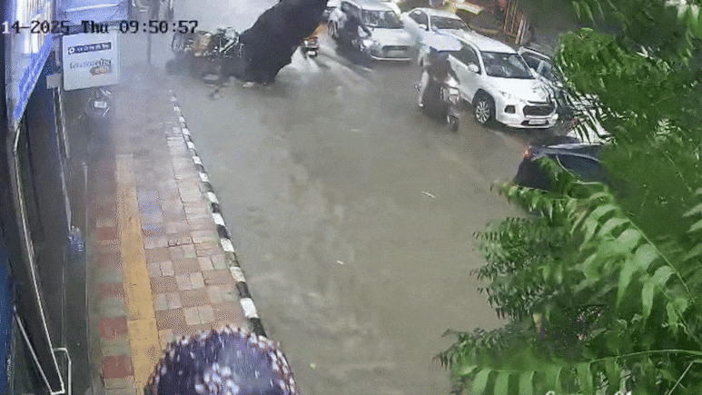 Video : 1 सेकंद उशीर झाला असता तर... बाईकवर जाणाऱ्या बाप-मुलीवर कोसळलं प्रचंड झाड! CCTV फुटेज पाहून बसेल धक्का