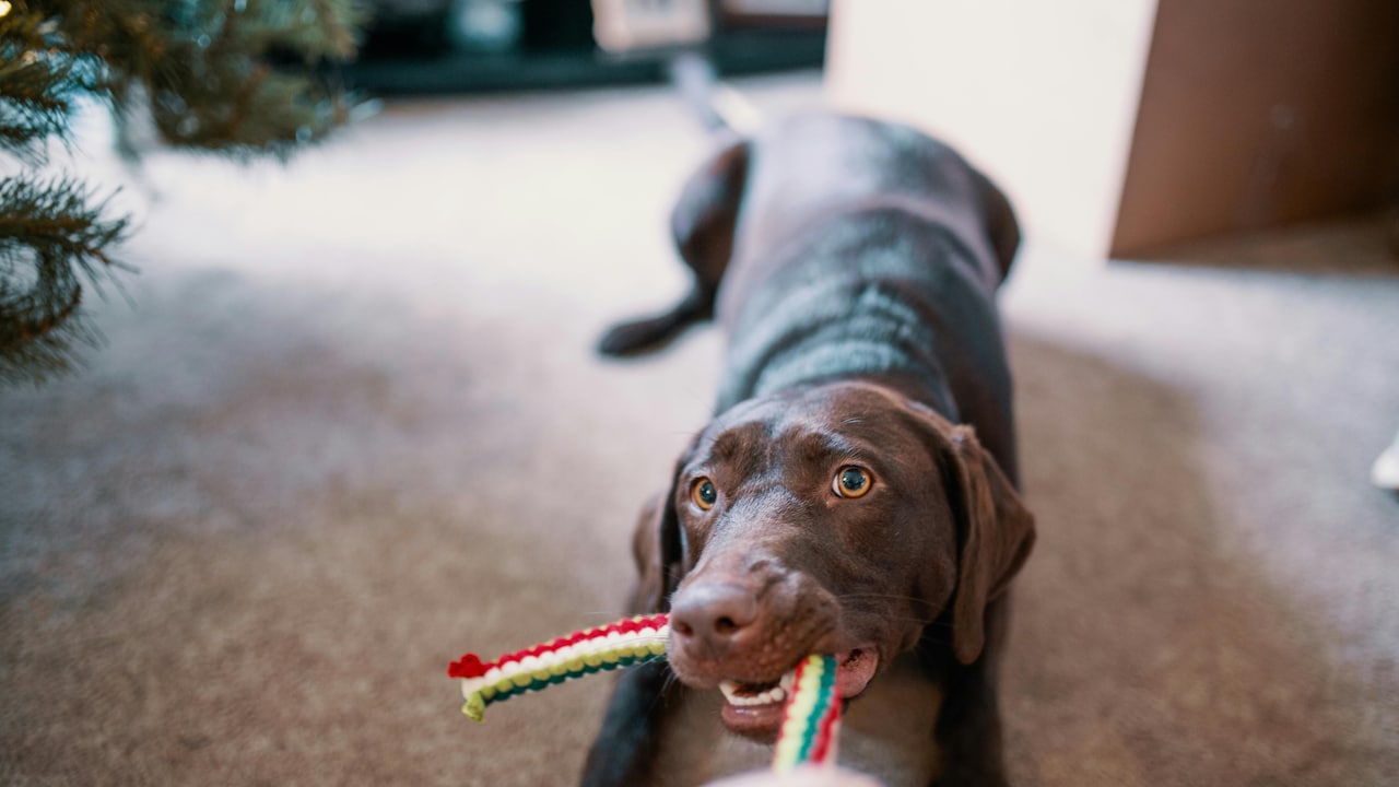 Opt for washable rugs to make cleaning an easy task; Photo Credit: Pexels