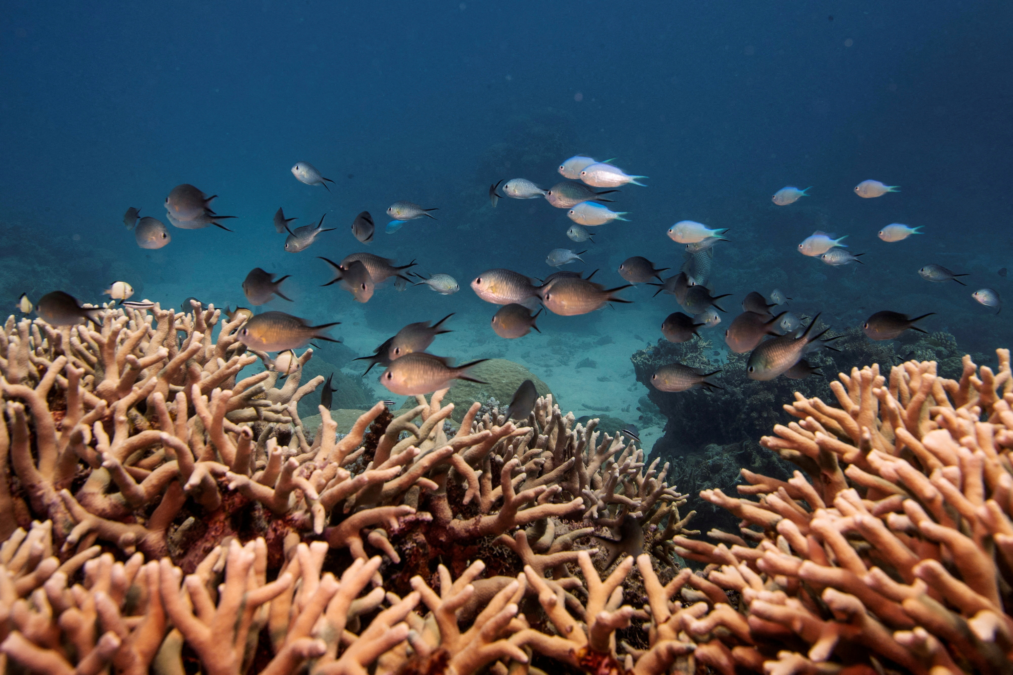 Australia's Great Barrier Reef Suffers Record Coral Decline