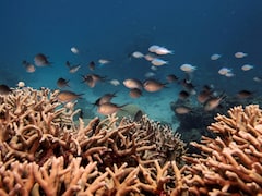 Australia's Great Barrier Reef Suffers Record Coral Decline Following Mass Bleaching