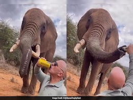 Tourist Faces Backlash For Pouring Beer Into Elephant's Trunk In Kenya Tourist Faces Backlash For Pouring Beer Into Elephant's Trunk In Kenya