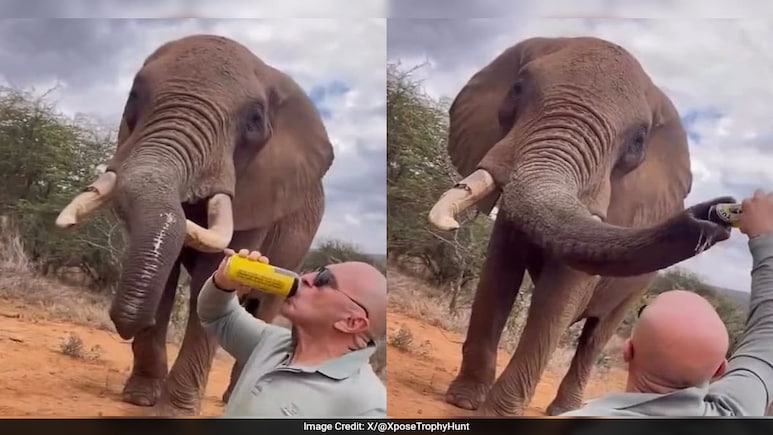 Tourist Faces Backlash For Pouring Beer Into Elephant's Trunk In Kenya Tourist Faces Backlash For Pouring Beer Into Elephant's Trunk In Kenya