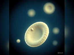 एक स्वस्थ इंसान के शरीर में कितनी प्लेटलेट्स होती हैं? डेंगू होने पर क्यों घटती हैं और कब मानते हैं खतरनाक एक स्वस्थ इंसान के शरीर में कितनी प्लेटलेट्स होती हैं? डेंगू होने पर क्यों घटती हैं और कब मानते हैं खतरनाक