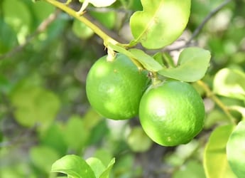 India Exports Dehradun Apples, GI-Tagged Indi Lime To UAE For The First Time