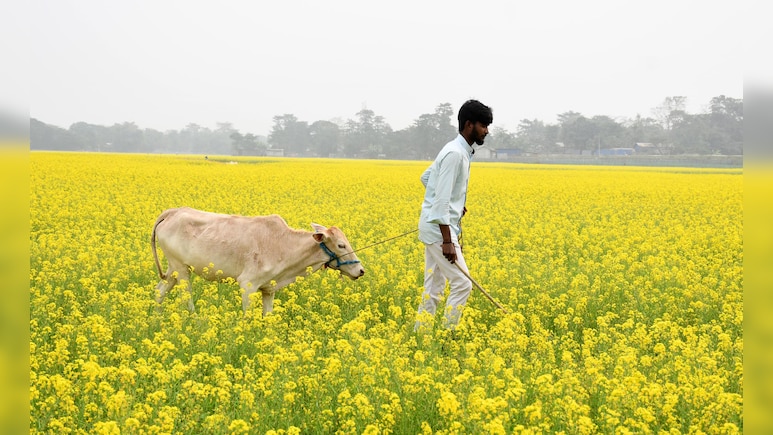 किसान-पशुपालकों के लिए बड़ा मौका, मिलेगा 5 लाख रुपये; जल्दी-जल्दी योजना में करें आवेदन किसान-पशुपालकों के लिए बड़ा मौका, मिलेगा 5 लाख रुपये; जल्दी-जल्दी योजना में करें आवेदन