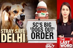 Big Supreme Court Order On India's Stray Dog Menace Big Supreme Court Order On India's Stray Dog Menace