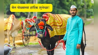 Bail Pola 2025 Wishes In Marathi: बैल म्हणजे शेतीची शान आणि शेतकऱ्याचा मान, पोळा सणाच्या पाठवा खास शुभेच्छा