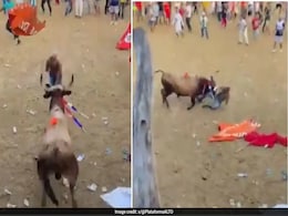 On Camera: Bullfighter, 35, Killed After Taunting Animal At Packed Festival In Colombia On Camera: Bullfighter, 35, Killed After Taunting Animal At Packed Festival In Colombia
