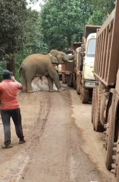 Video: Hungry Elephant Blocks Road, Searches Multiple Trucks For Food