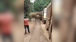 Video: Hungry Elephant Blocks Road, Searches Multiple Trucks For Food