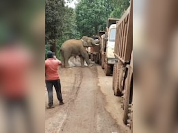 Video: Hungry Elephant Blocks Road, Searches Multiple Trucks For Food