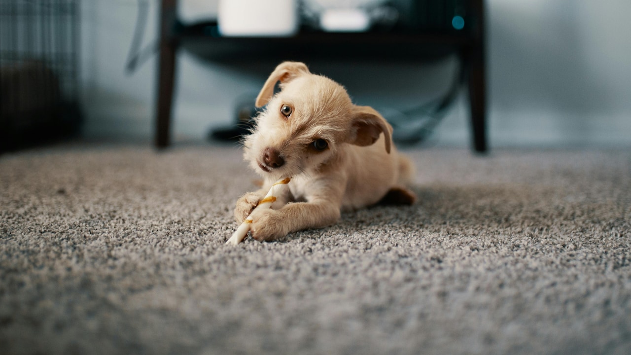 Follow these tips to choose pet-friendly rugs for your home