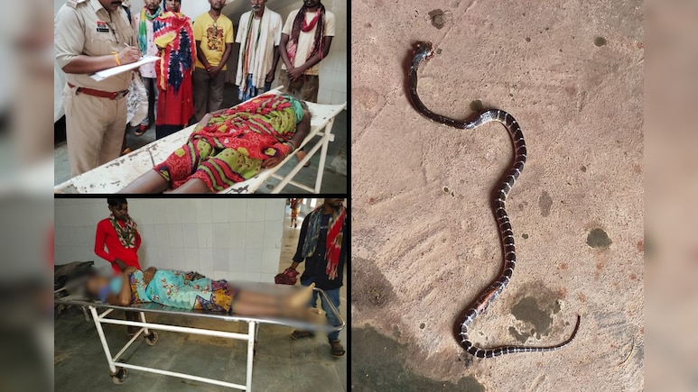 Snake Bite: 'साइलेंट किलर' के जहर ने ली दो महिलाओं की जान, जानें - करैत सांप क्यों होता है इतना खतरनाक