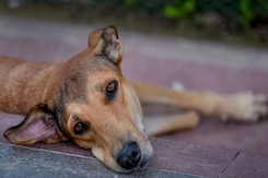 "Our Role Not To Echo Passions Of Moment": What Top Court Said In Dog Order "Our Role Not To Echo Passions Of Moment": What Top Court Said In Dog Order