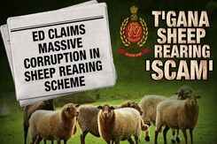 Mule Accounts, Kickbacks: Rs 1,000-Crore Trail Behind Cattle Scheme In Telangana Mule Accounts, Kickbacks: Rs 1,000-Crore Trail Behind Cattle Scheme In Telangana