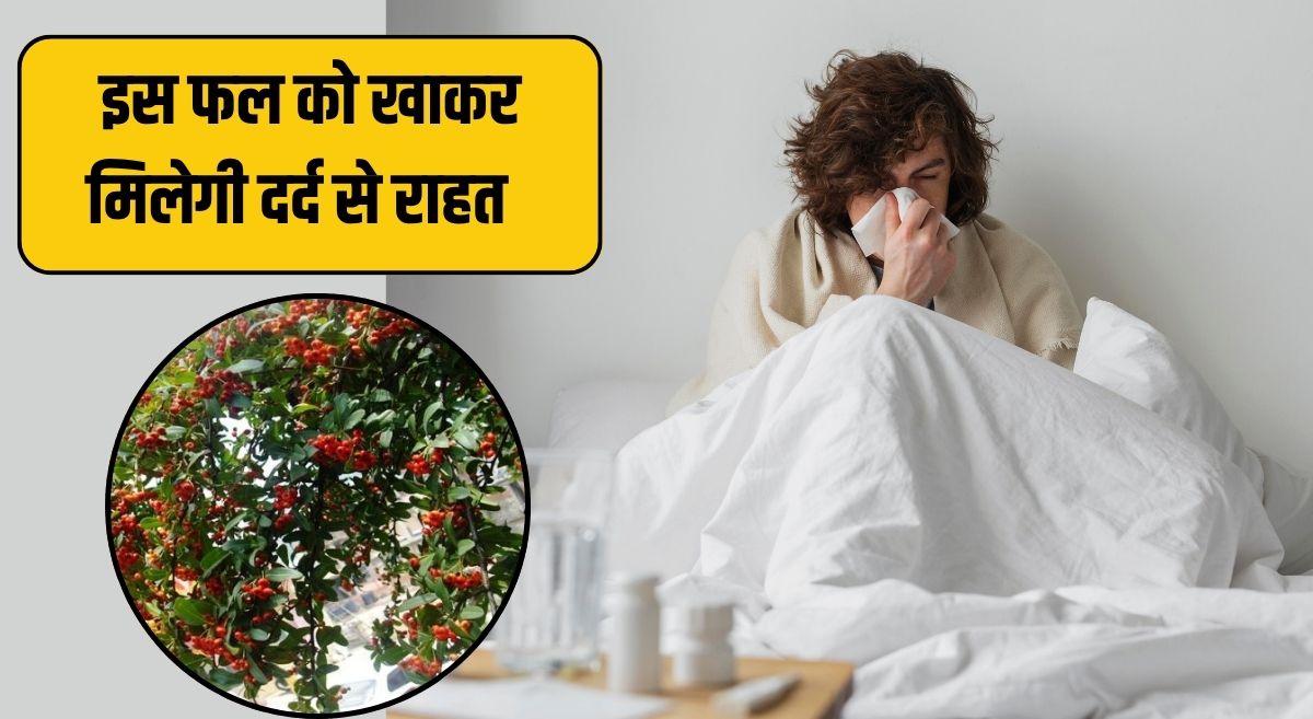 हर दर्द का काल है उत्तराखंड का यह लाल छोटा फल, र‍िसर्च में आया डायबिटीज-हार्ट की बीमारी की है देसी दवा
