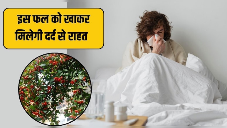 हर दर्द का काल है उत्तराखंड का यह लाल छोटा फल, रिसर्च में आया डायबिटीज-हार्ट की बीमारी की है देसी दवा हर दर्द का काल है उत्तराखंड का यह लाल छोटा फल, रिसर्च में आया डायबिटीज-हार्ट की बीमारी की है देसी दवा
