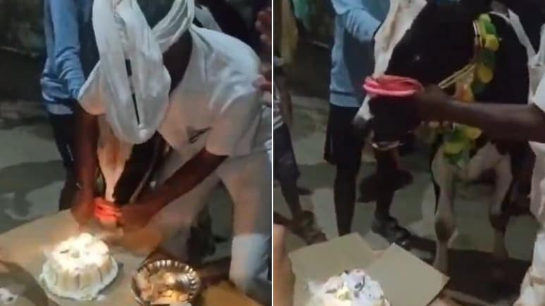 किसान ने मनाया बछड़े के 1 साल का होने का जश्न, गांव को भेजा न्योता, बर्थडे पर काटा केक, Video जीत लेगा दिल किसान ने मनाया बछड़े के 1 साल का होने का जश्न, गांव को भेजा न्योता, बर्थडे पर काटा केक, Video जीत लेगा दिल