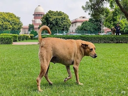 Catch, Neuter, Release Policy For Stray Dogs: Supreme Court Tweaks Order Catch, Neuter, Release Policy For Stray Dogs: Supreme Court Tweaks Order