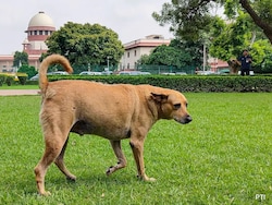 Mumbai Youth Congress Urges Top Court To Stay Order On Stray Dogs