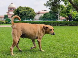 Mumbai Youth Congress Urges Top Court To Stay Order On Stray Dogs