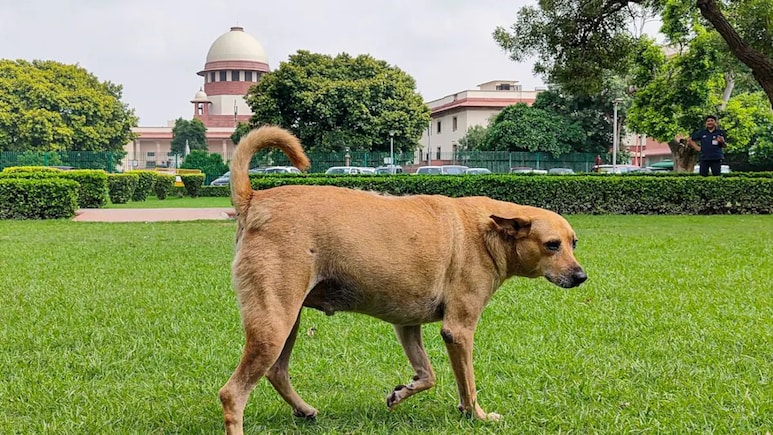 Mumbai Youth Congress Urges Top Court To Stay Order On Stray Dogs