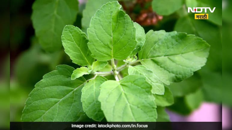 Tulsi leaves: तुम्ही रोज तुळशीची पानं खाता का? मग ही बातमी नक्की वाचा, जाणून घ्या साईड इफेक्ट